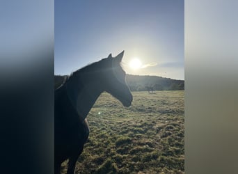 Konie fryzyjskie, Klacz, 13 lat, 160 cm, Kara