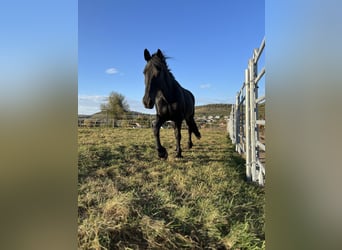 Konie fryzyjskie, Klacz, 13 lat, 160 cm, Kara