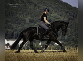 Konie fryzyjskie, Klacz, 13 lat, 161 cm, Kara