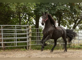 Konie fryzyjskie, Klacz, 13 lat, 161 cm, Kara