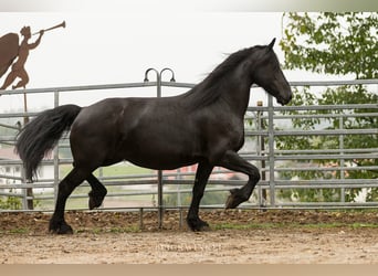 Konie fryzyjskie, Klacz, 13 lat, 163 cm, Kara
