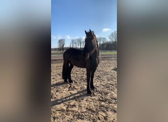 Konie fryzyjskie, Klacz, 13 lat, 164 cm, Kara