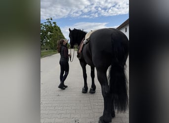 Konie fryzyjskie Mix, Klacz, 13 lat, 180 cm, Kara