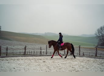 Konie fryzyjskie Mix, Klacz, 14 lat, 154 cm, Gniada