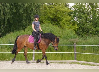 Konie fryzyjskie Mix, Klacz, 14 lat, 156 cm, Gniada