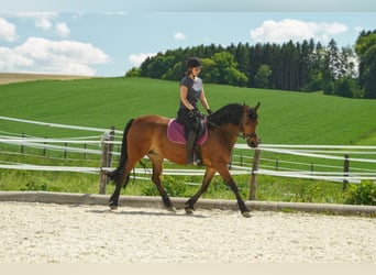 Konie fryzyjskie Mix, Klacz, 14 lat, 156 cm, Gniada