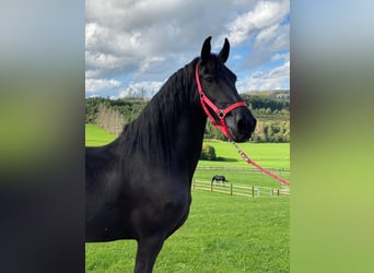 Konie fryzyjskie, Klacz, 14 lat, 160 cm, Kara