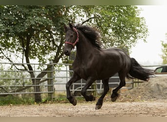 Konie fryzyjskie, Klacz, 14 lat, 161 cm, Kara