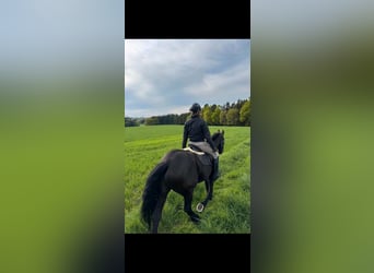 Konie fryzyjskie, Klacz, 15 lat, 160 cm, Kara