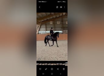 Konie fryzyjskie, Klacz, 15 lat, 163 cm, Kara