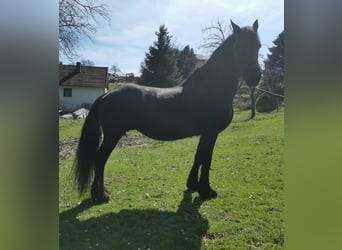 Konie fryzyjskie, Klacz, 15 lat, 166 cm