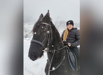 Konie fryzyjskie, Klacz, 15 lat, 170 cm, Kara