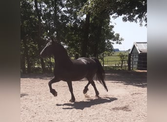 Konie fryzyjskie, Klacz, 16 lat, 162 cm, Kara