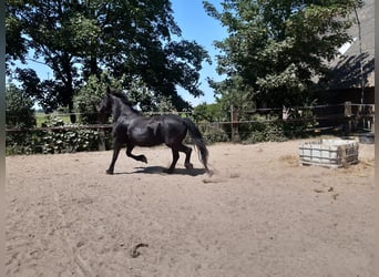 Konie fryzyjskie, Klacz, 16 lat, 162 cm, Kara