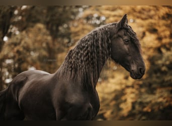 Konie fryzyjskie, Klacz, 16 lat, 164 cm, Kara