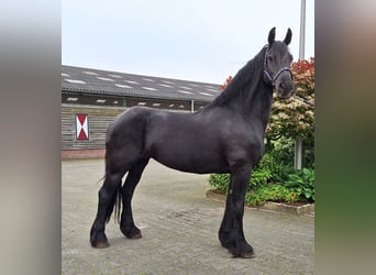 Konie fryzyjskie, Klacz, 16 lat, 165 cm, Kara