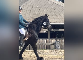 Konie fryzyjskie, Klacz, 16 lat, 165 cm, Kara