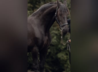 Konie fryzyjskie, Klacz, 16 lat, 168 cm, Kara
