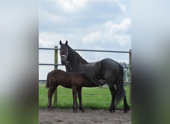 Konie fryzyjskie, Klacz, 17 lat, 163 cm, Kara