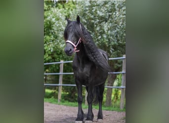 Konie fryzyjskie, Klacz, 17 lat, 163 cm, Kara
