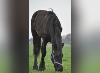 Konie fryzyjskie, Klacz, 1 Rok, 163 cm, Kara