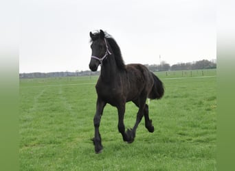 Konie fryzyjskie, Klacz, 1 Rok, 163 cm, Kara
