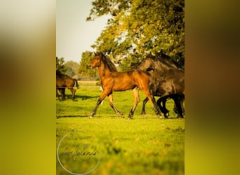 Konie fryzyjskie Mix, Klacz, 1 Rok, 164 cm, Gniada