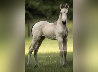Konie fryzyjskie Mix, Klacz, 1 Rok, Bułana