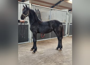 Konie fryzyjskie, Klacz, 1 Rok, Kara