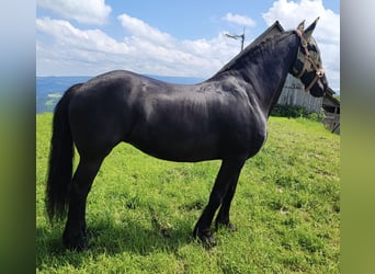 Konie fryzyjskie, Klacz, 22 lat, 160 cm, Kara