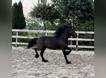 Konie fryzyjskie, Klacz, 2 lat, 150 cm, Kara