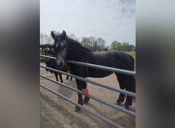 Konie fryzyjskie Mix, Klacz, 2 lat, 150 cm, Może być siwy
