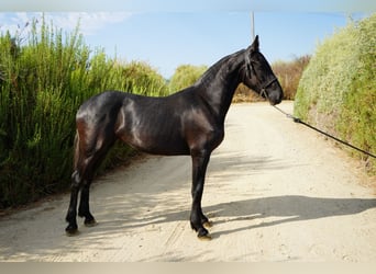 Konie fryzyjskie Mix, Klacz, 2 lat, 152 cm, Siwa