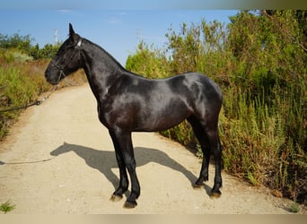 Konie fryzyjskie Mix, Klacz, 2 lat, 152 cm, Siwa