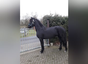 Konie fryzyjskie, Klacz, 2 lat, 162 cm, Kara