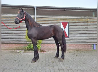 Konie fryzyjskie, Klacz, 2 lat, 162 cm, Kara