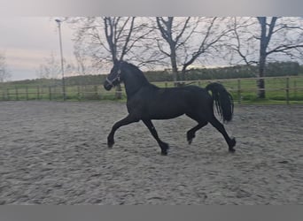 Konie fryzyjskie, Klacz, 2 lat, 165 cm, Kara