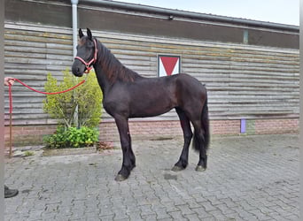 Konie fryzyjskie, Klacz, 2 lat, 168 cm, Kara