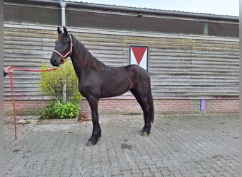 Konie fryzyjskie, Klacz, 2 lat, 168 cm, Kara