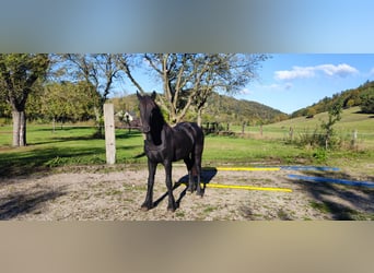 Konie fryzyjskie, Klacz, 2 lat, Kara