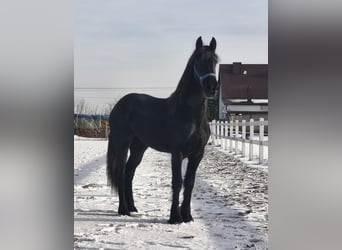 Konie fryzyjskie, Klacz, 2 lat, Kara