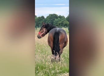 Konie fryzyjskie Mix, Klacz, 3 lat, 156 cm, Gniada