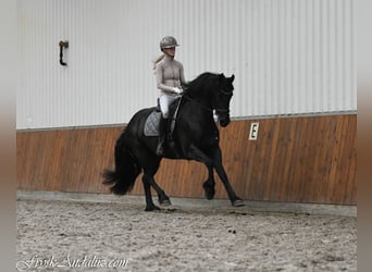 Konie fryzyjskie, Klacz, 3 lat, 159 cm, Kara