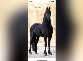 Konie fryzyjskie, Klacz, 3 lat, 160 cm, Kara