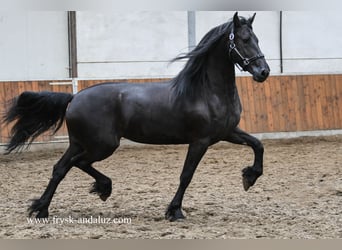Konie fryzyjskie, Klacz, 3 lat, 160 cm, Kara