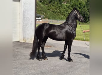 Konie fryzyjskie, Klacz, 3 lat, 160 cm