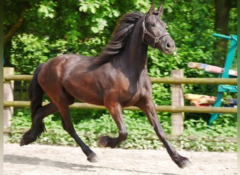 Konie fryzyjskie Mix, Klacz, 3 lat, 160 cm