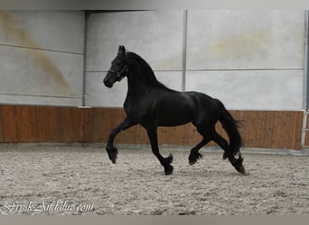 Konie fryzyjskie, Klacz, 3 lat, 163 cm, Kara