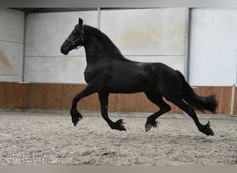 Konie fryzyjskie, Klacz, 3 lat, 163 cm, Kara