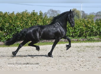 Konie fryzyjskie, Klacz, 3 lat, 163 cm, Kara